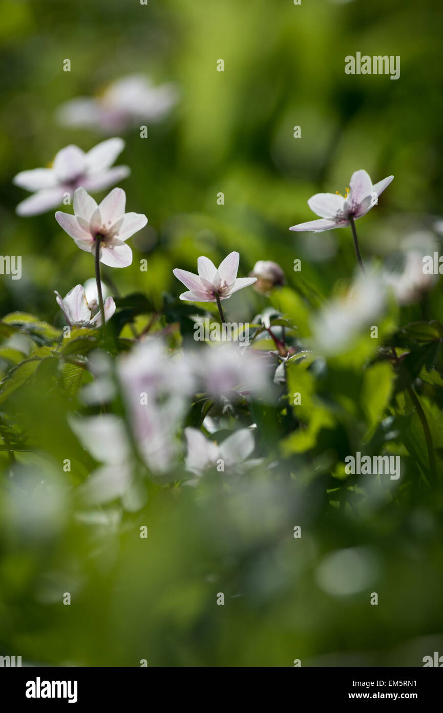 Wood anemone, Dunsford Wood nature reserve on the River Teign, Dunsford, Devon, UK Stock Photo