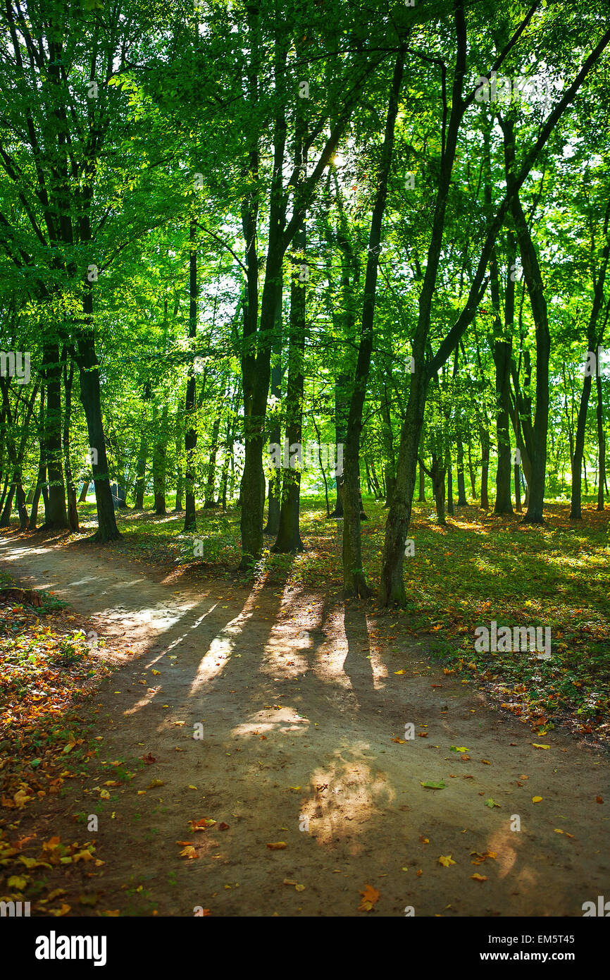 Summer sun in woods hi-res stock photography and images - Alamy
