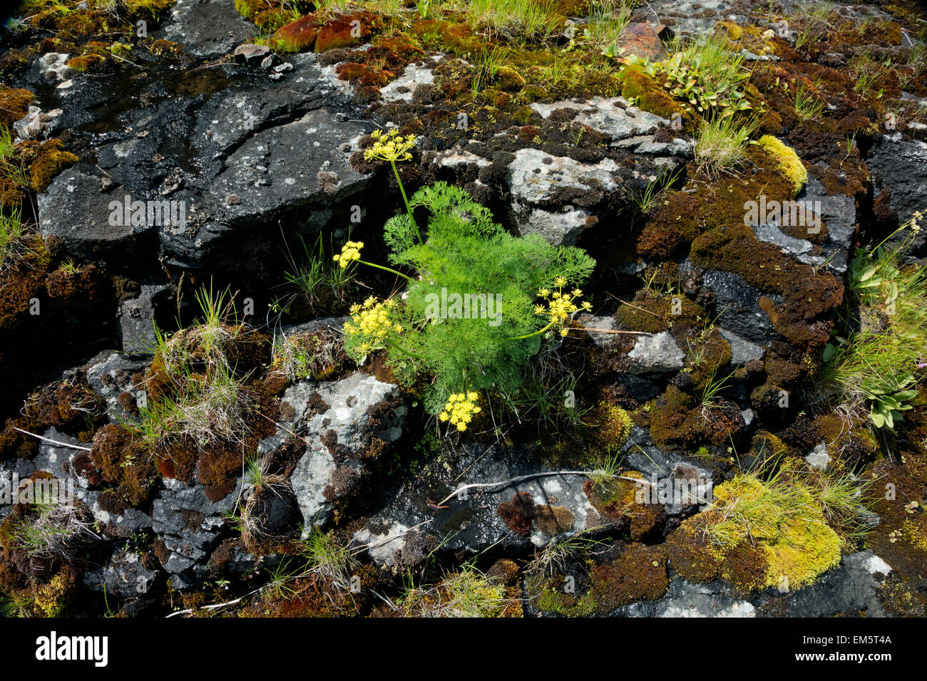 WA10328-00...WASHINGTON - Desert Parsley blooming in mossy seep along Swale Creek and the Klickitat Trail. Stock Photo