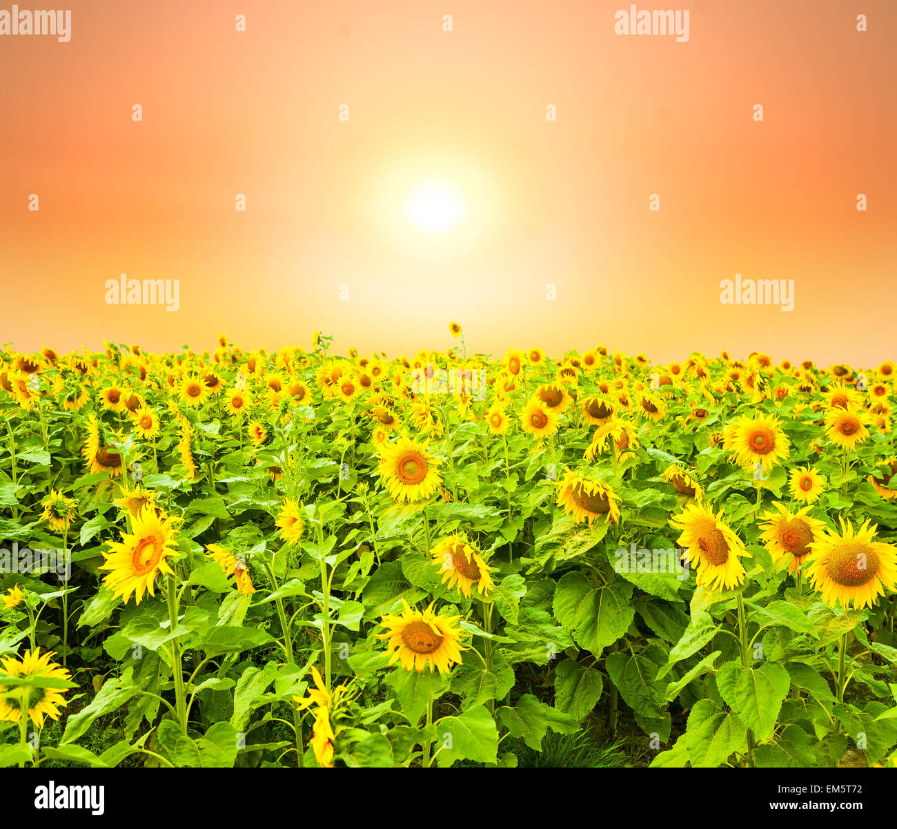 sunflower field at sunrise Stock Photo - Alamy