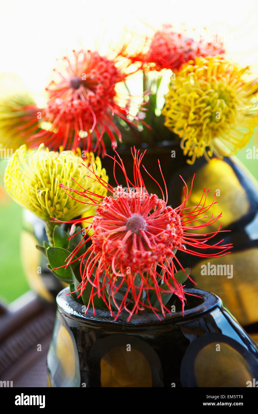 Hawaii, Pincushion Protea Flower Arrangement Stock Photo Alamy