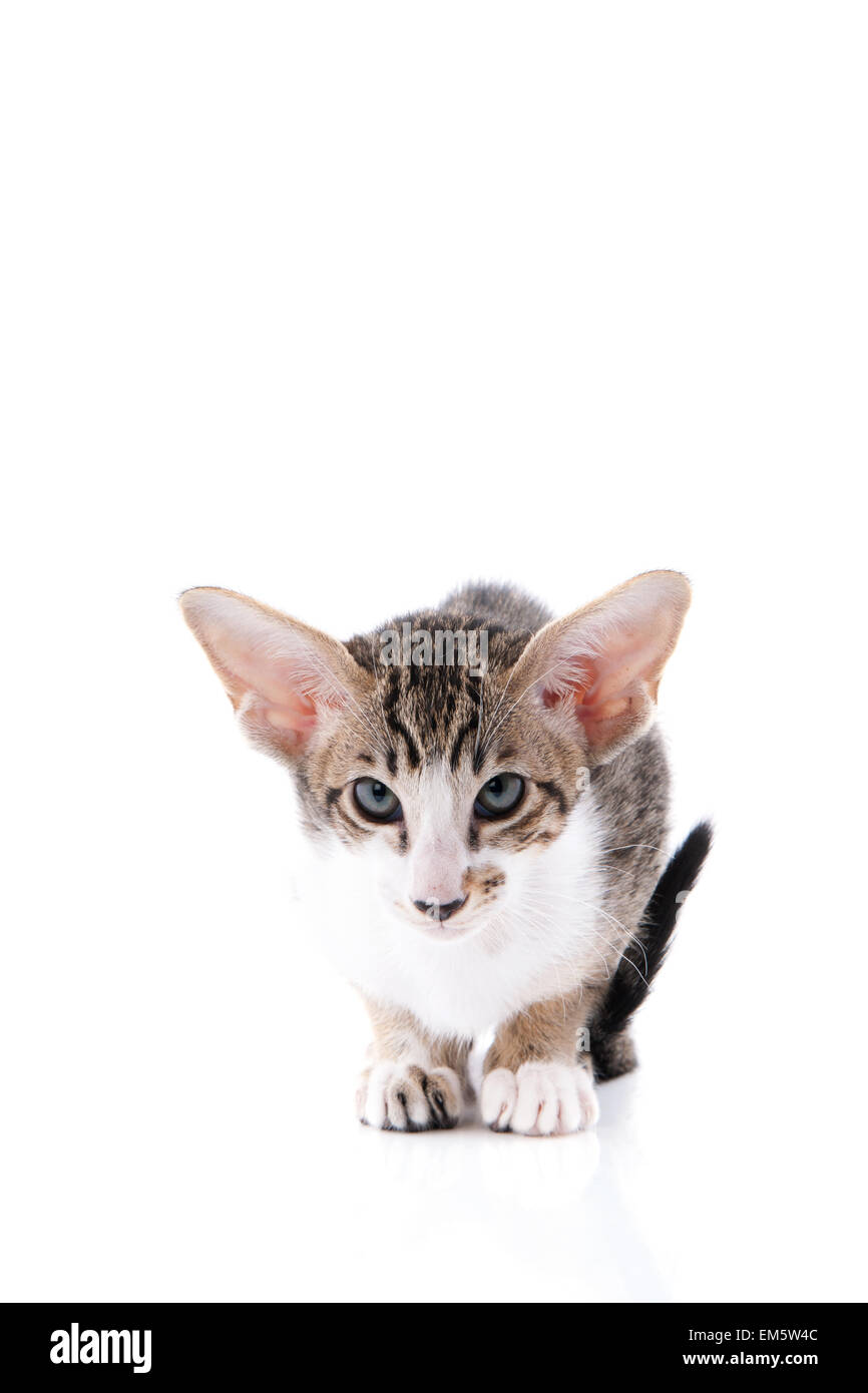 Siamese kitten Stock Photo