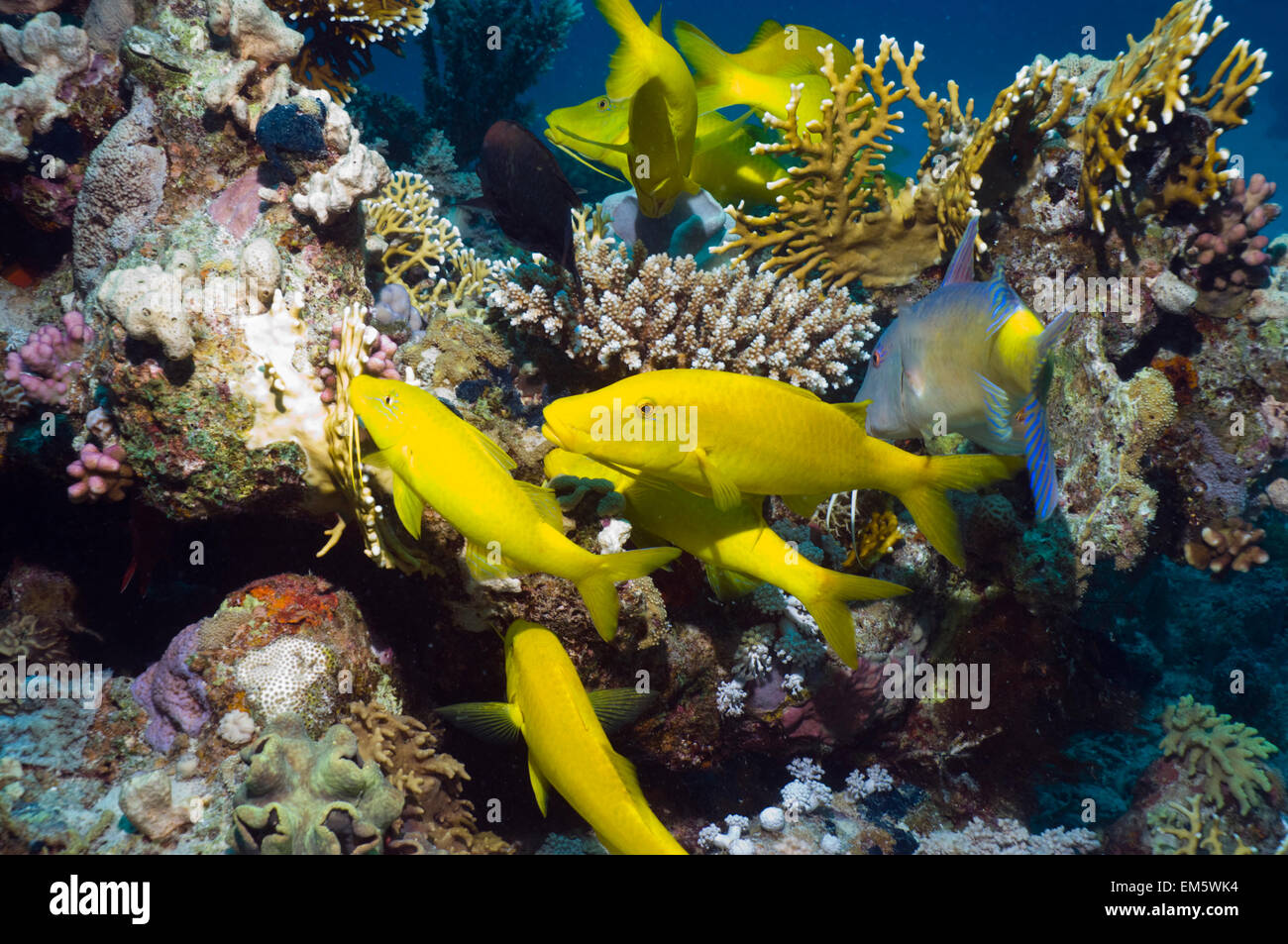 Yellowsaddle goatfish (Parupeneus cyclostomus) hunting on coral reef.  Egypt, Red Sea. Stock Photo