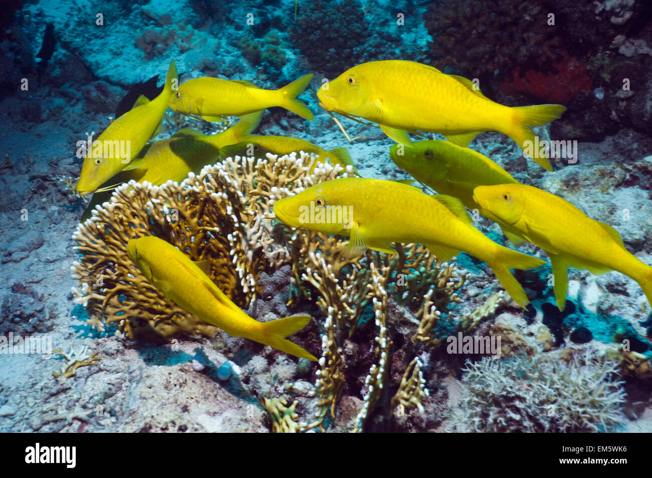 Yellowsaddle goatfish (Parupeneus cyclostomus) hunting on coral reef.  Egypt, Red Sea. Stock Photo