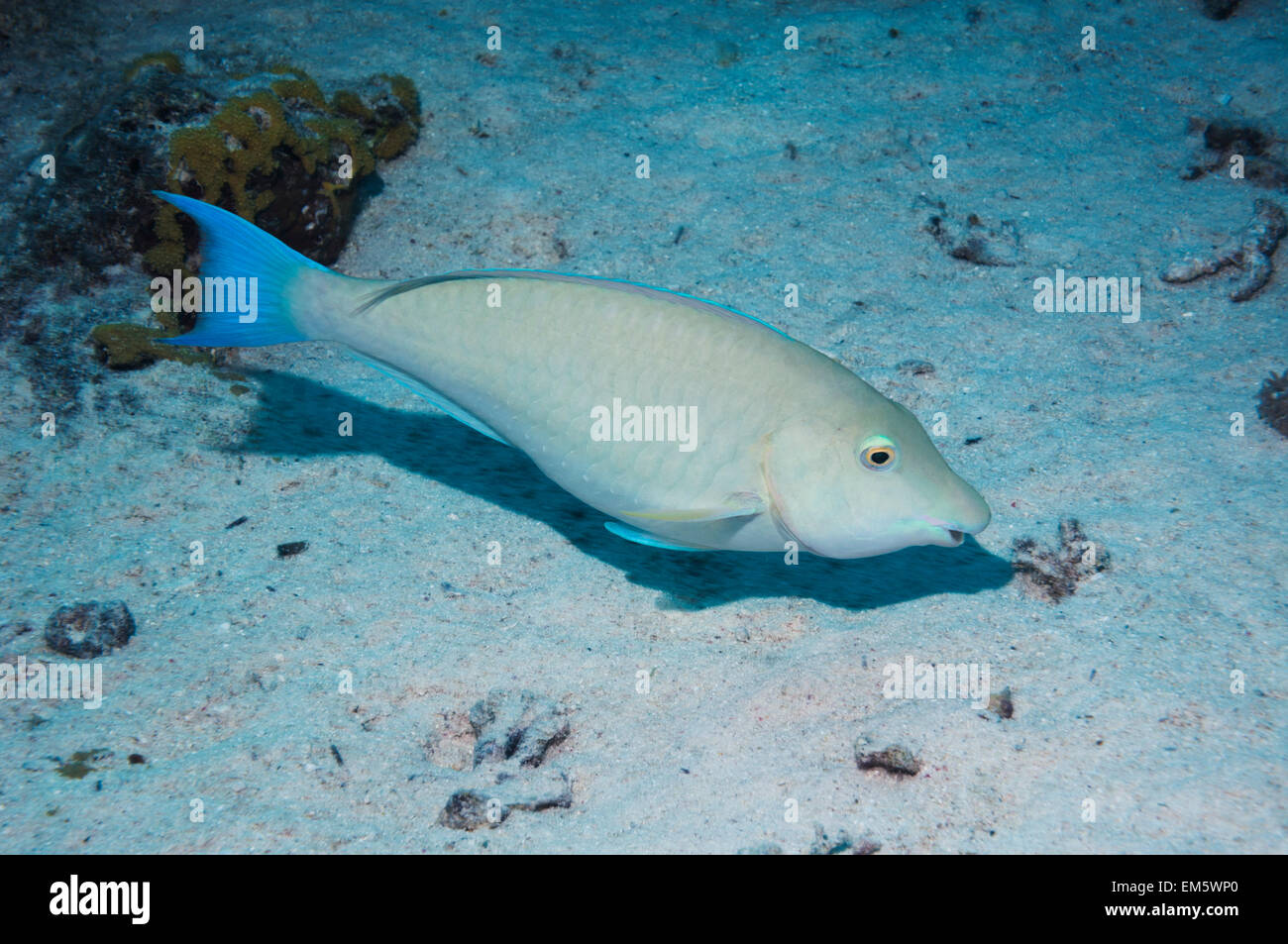 Longnose parrotfish (Hipposcarus harid). It browses on filamentous algae growing on sand .  Egypt,  Red Sea. Stock Photo