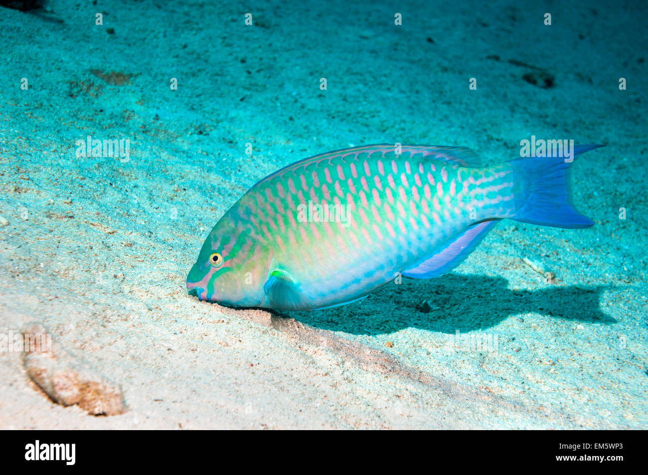 Greenband or Red Sea parrotfish (Scarus collana)  browsing on filamentous algae growing on sand .  Egypt, Red Sea. Stock Photo