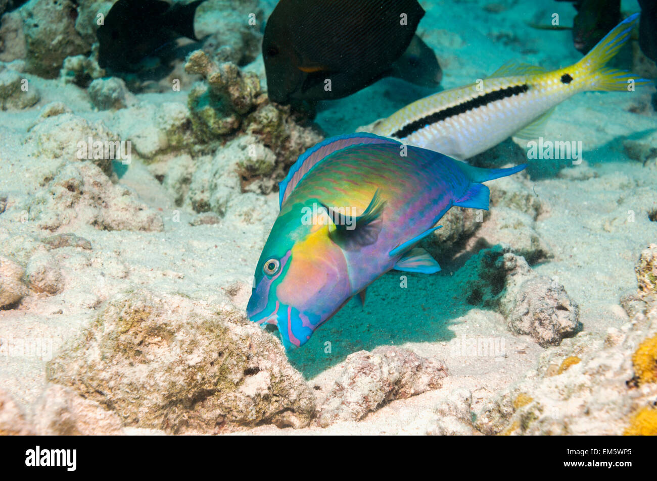 Purplestreak or Sinai parrotfish (Chlorurus genazonatus) grazing on coral rock.  Egypt, Red Sea. Stock Photo