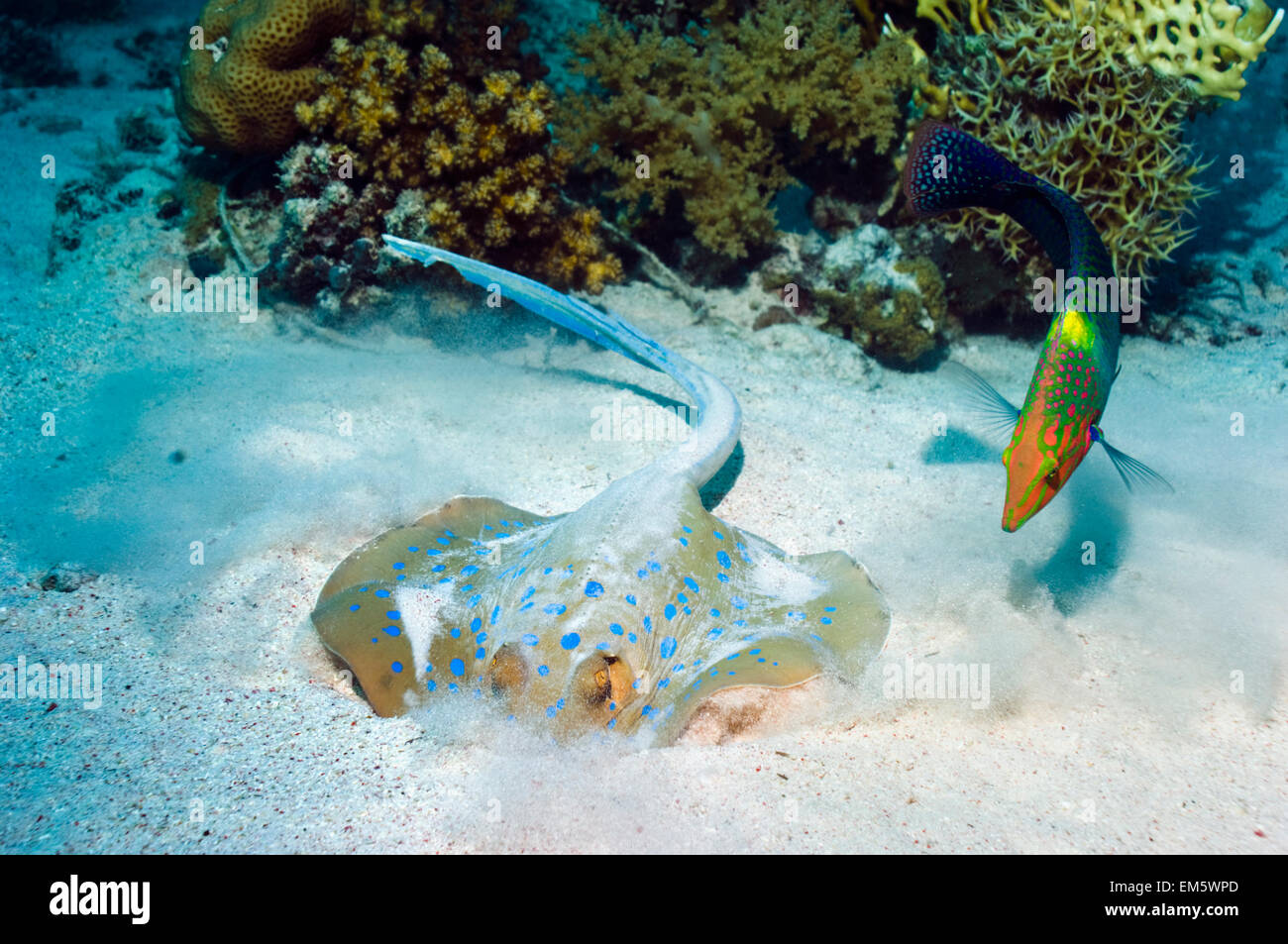 Checkerboard wrasse watching a Bluespotted ribbontail ray digging in ...