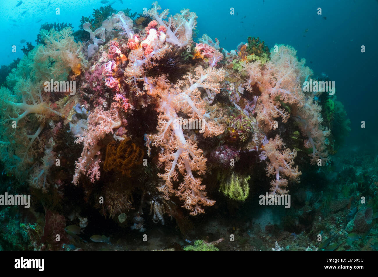 Tree coral (Scleronephthya sp).  Rinca, Komodo National Park, Indonesia.  (Digital capture). Stock Photo