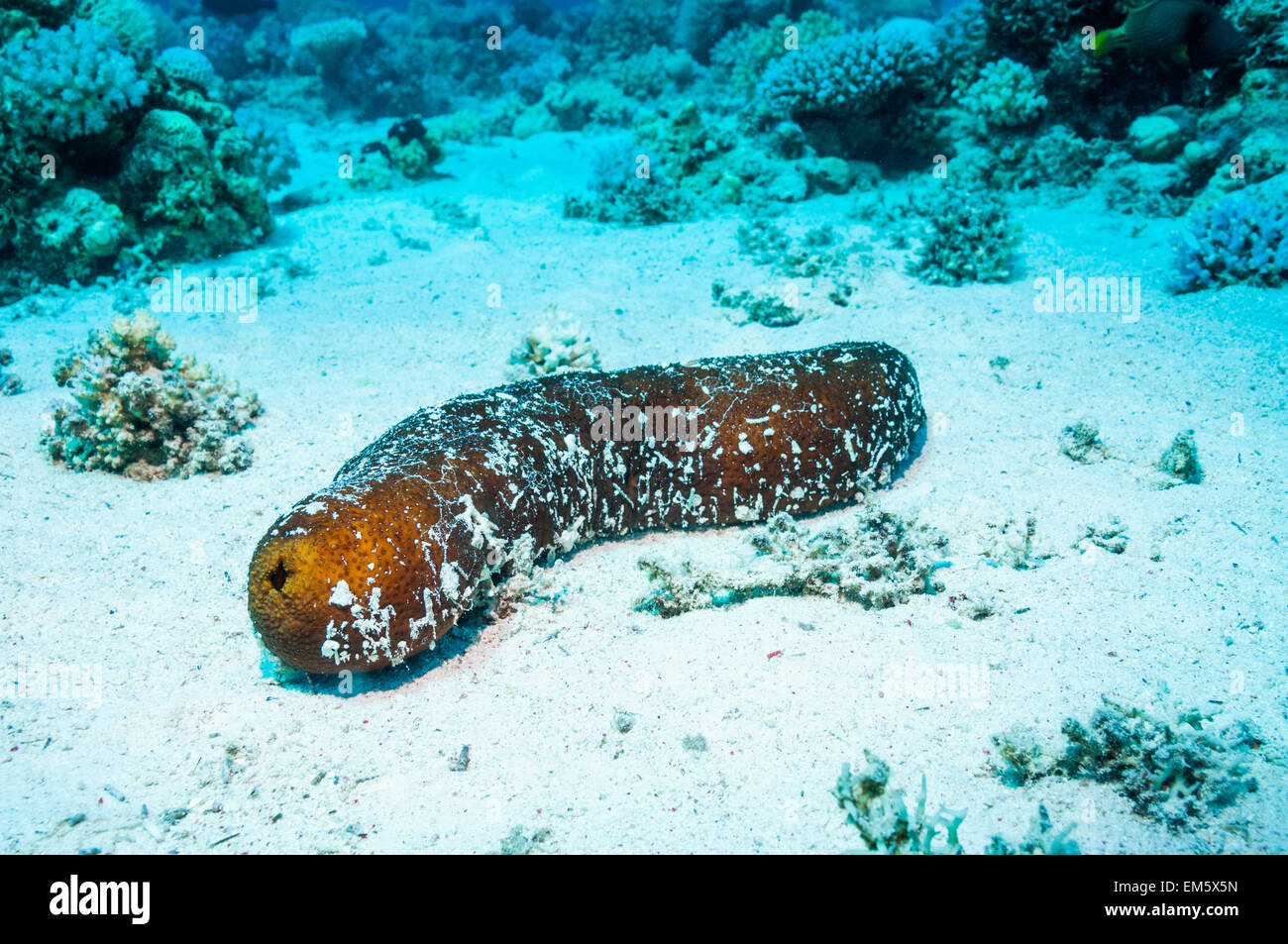 Black sea cucumber or Sandy sea cucumber (Holothuria atra).  Egypt, Red Sea Stock Photo