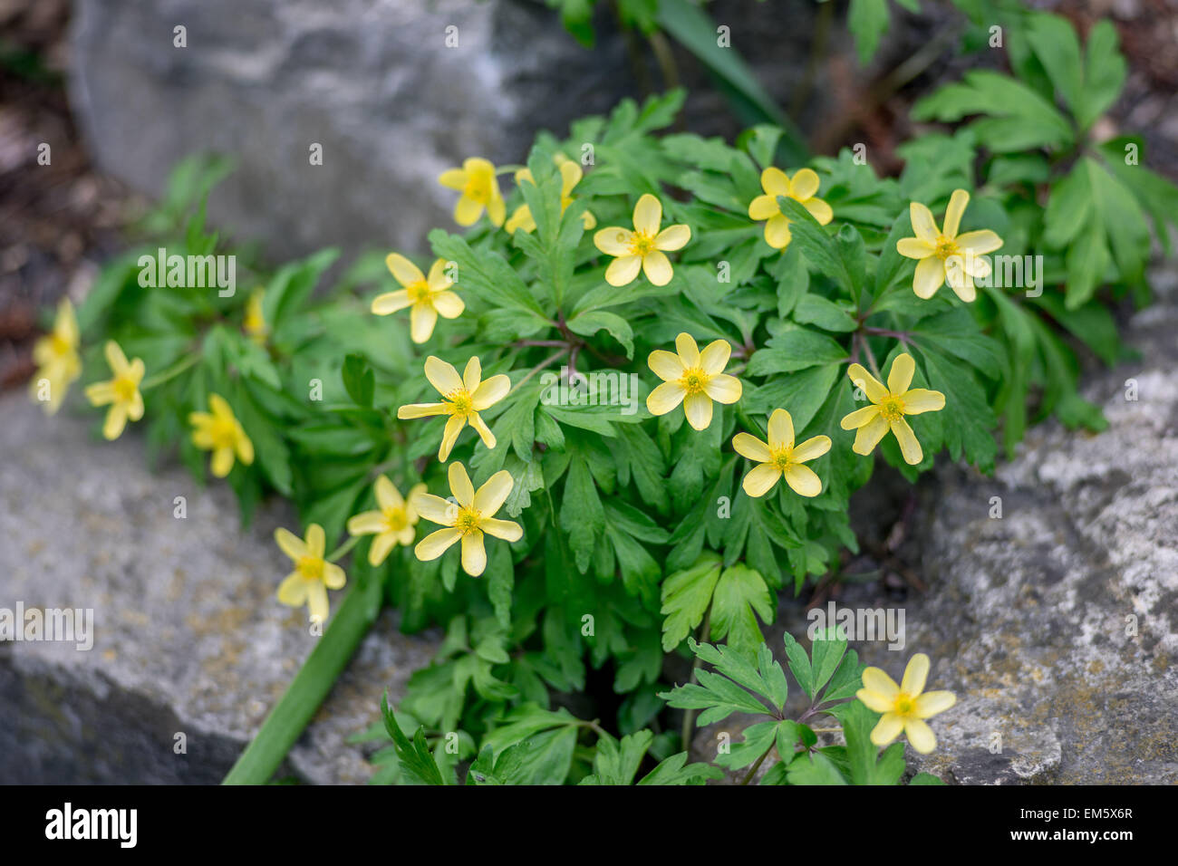 Yellow wood anemone Anemone ranunculoides blooming Stock Photo Alamy