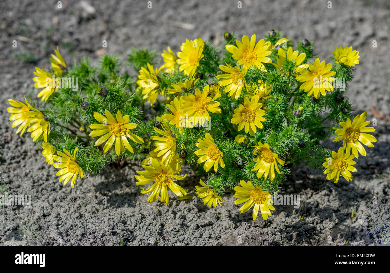 Spring adonis Pheasan's eye flowers cluster  in full bloom Adonis vernalis Stock Photo