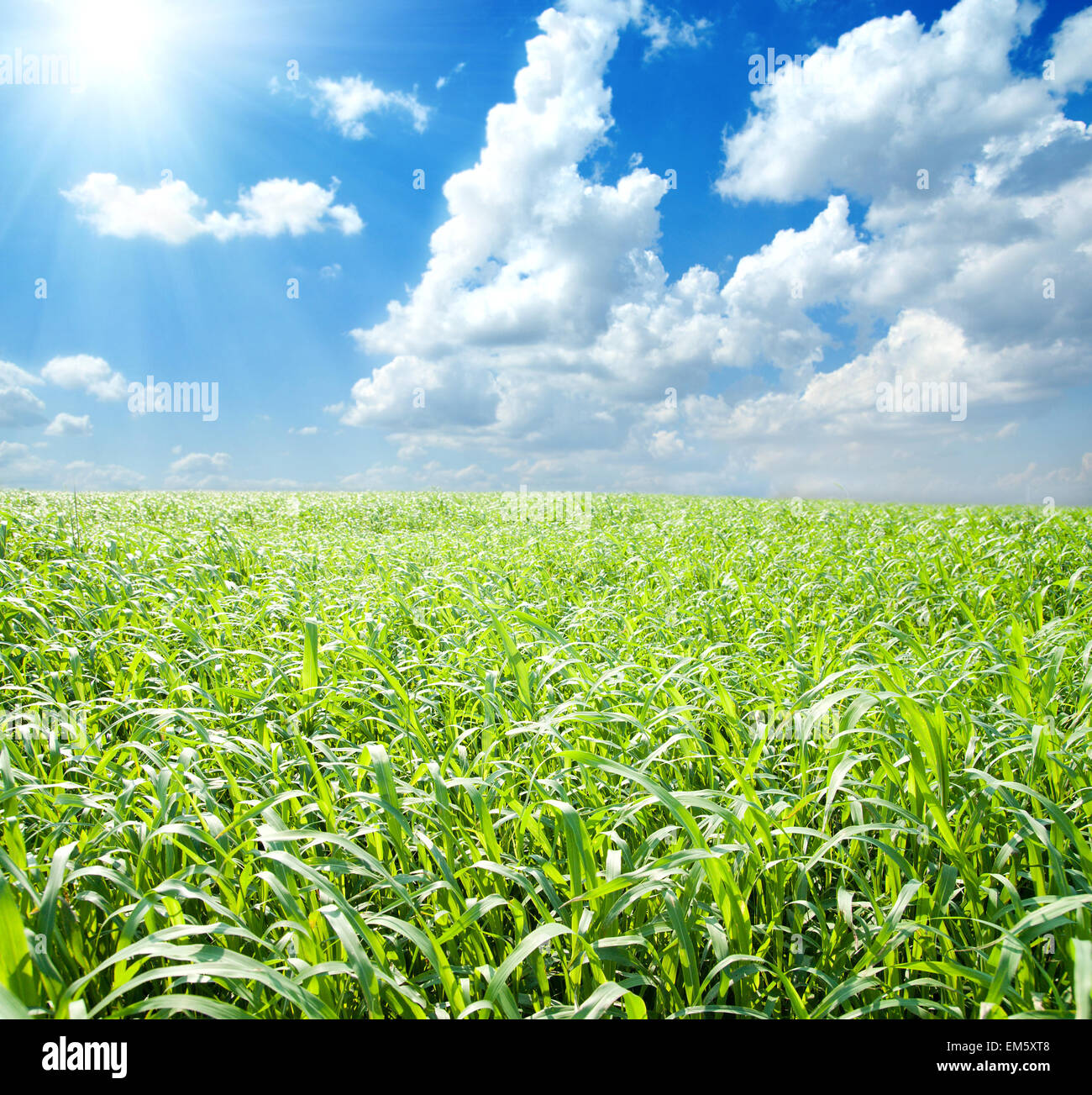 green field and blue sky with sun Stock Photo - Alamy