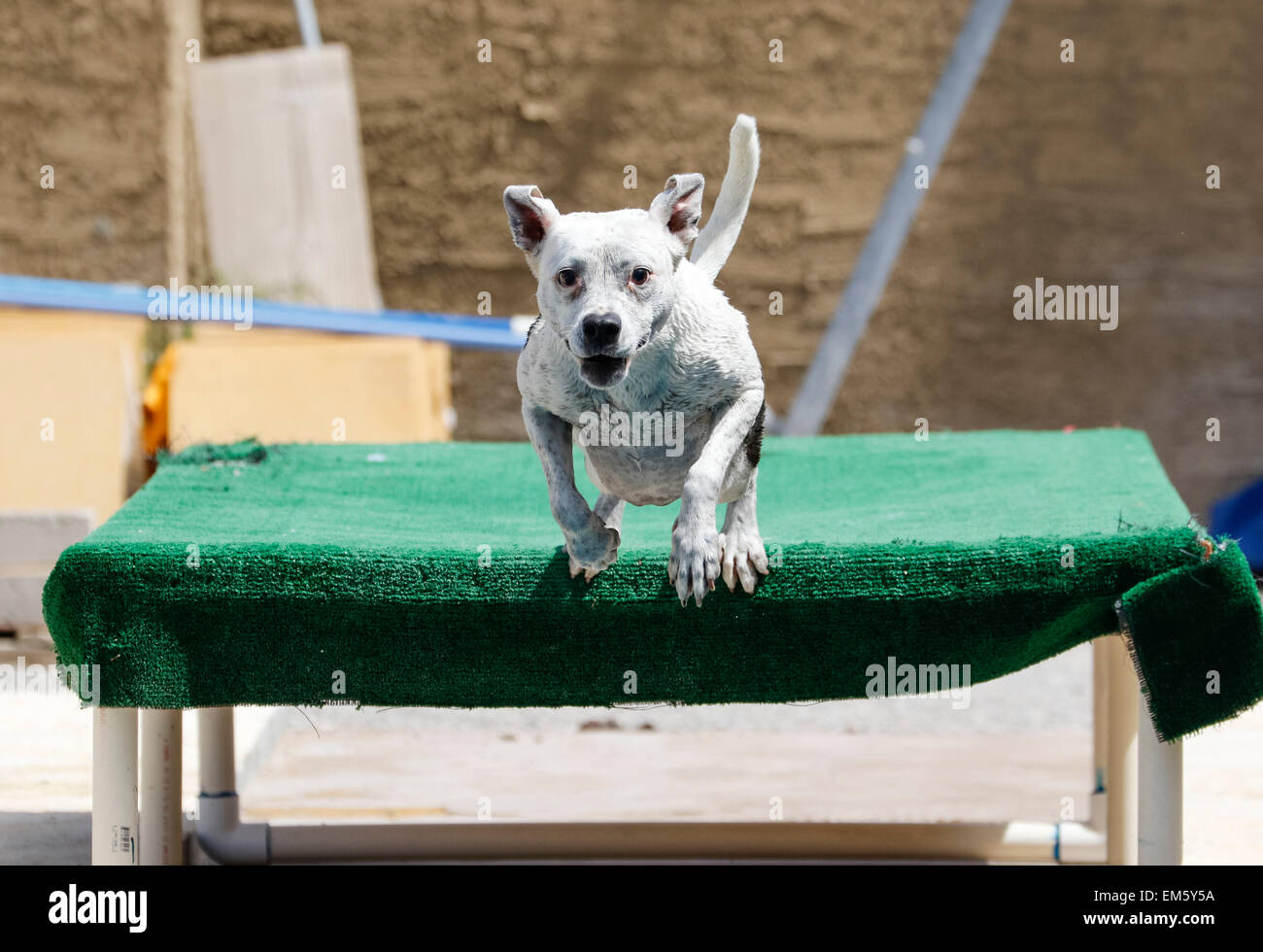 Dog jumping off a dock into the pool Stock Photo