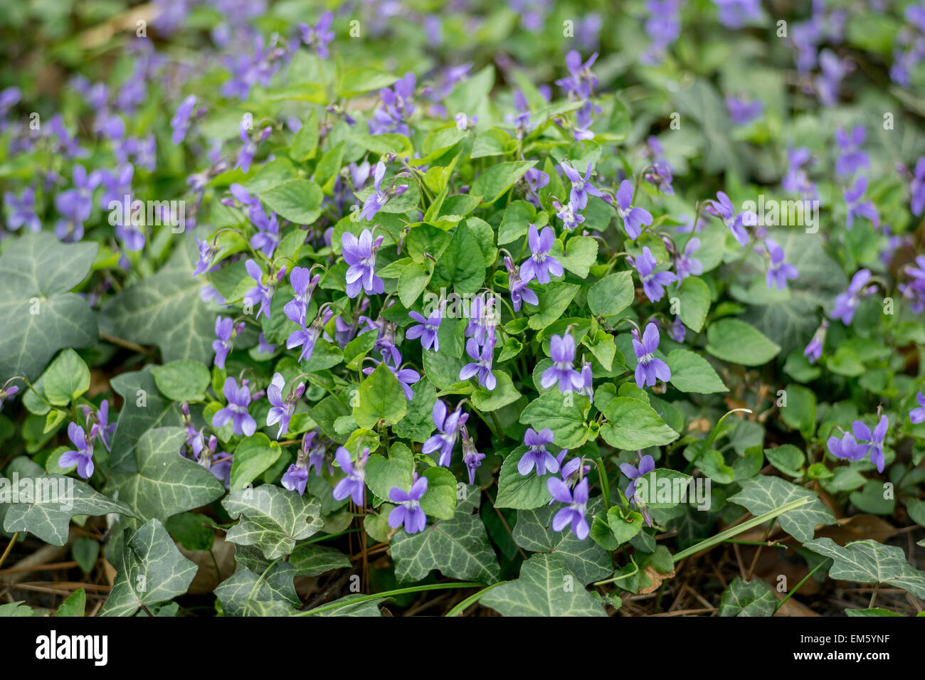 Common dog violet violets in cluster seen from the ground level Viola canina Stock Photo