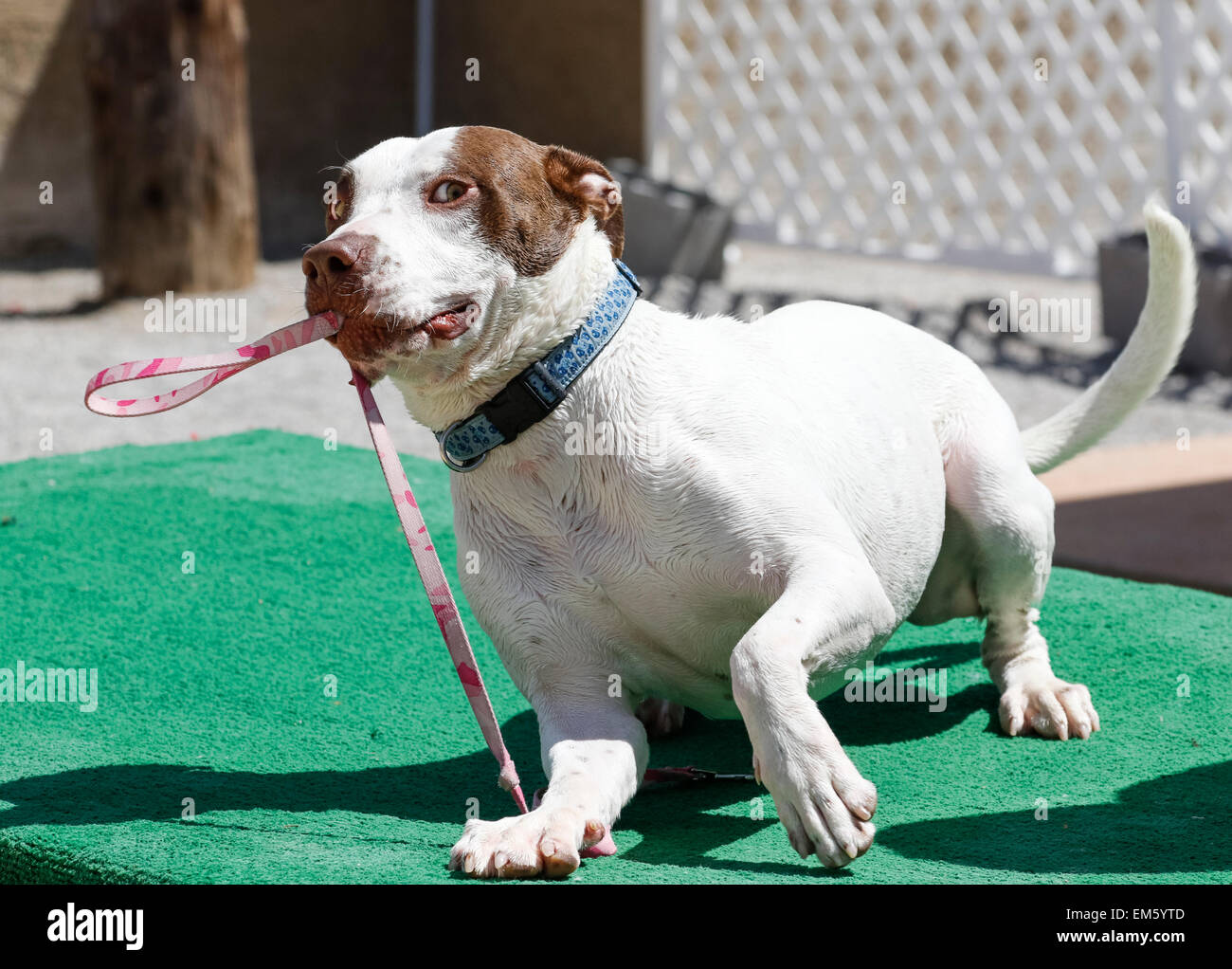 Dog playing with his leash Stock Photo