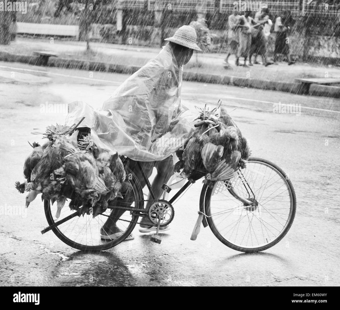 Burma, Yangon, Man riding bicycle carrying chickens and ducks to market; Rangoon Stock Photo