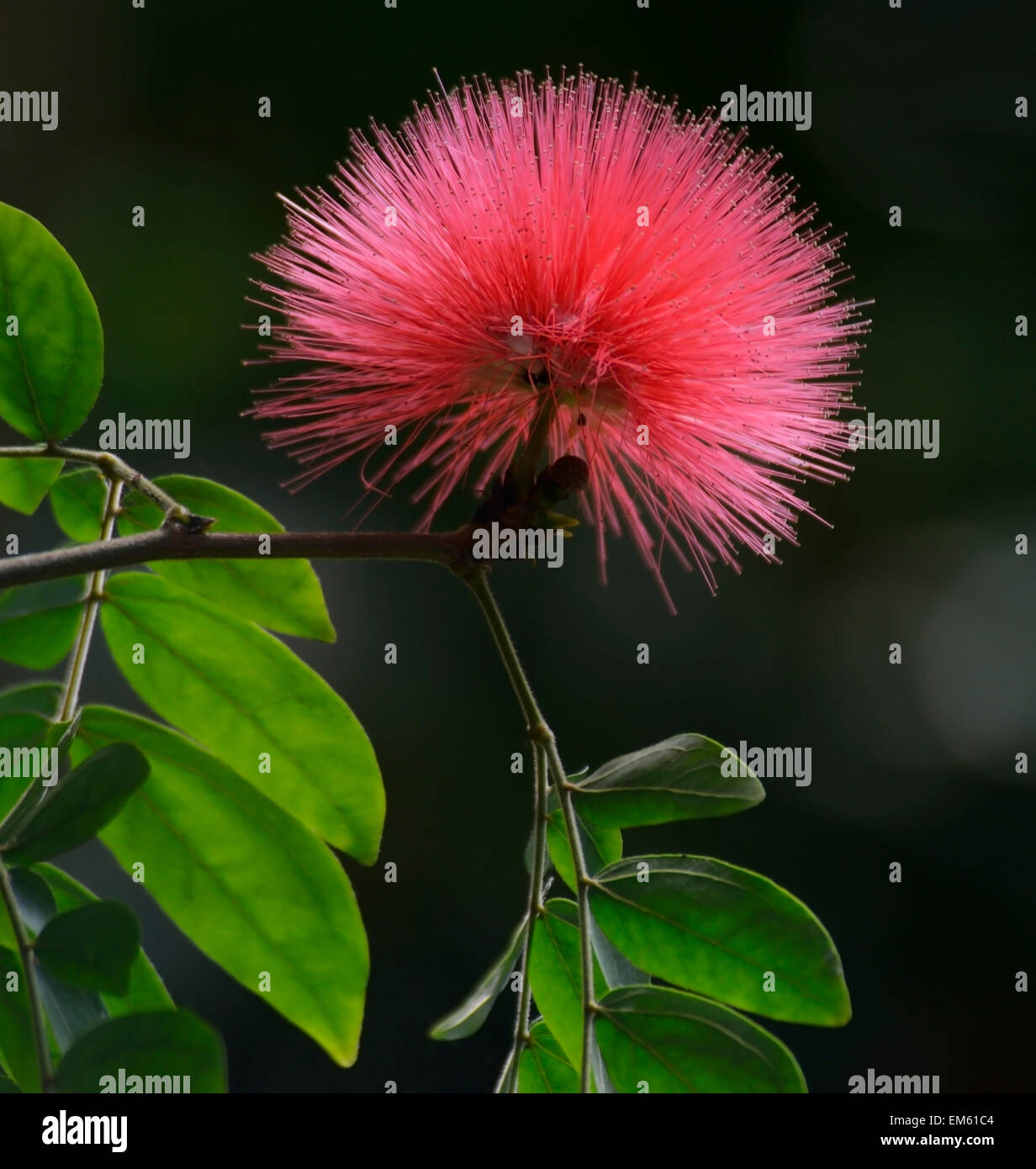 Silk Tree Flower Stock Photo Alamy