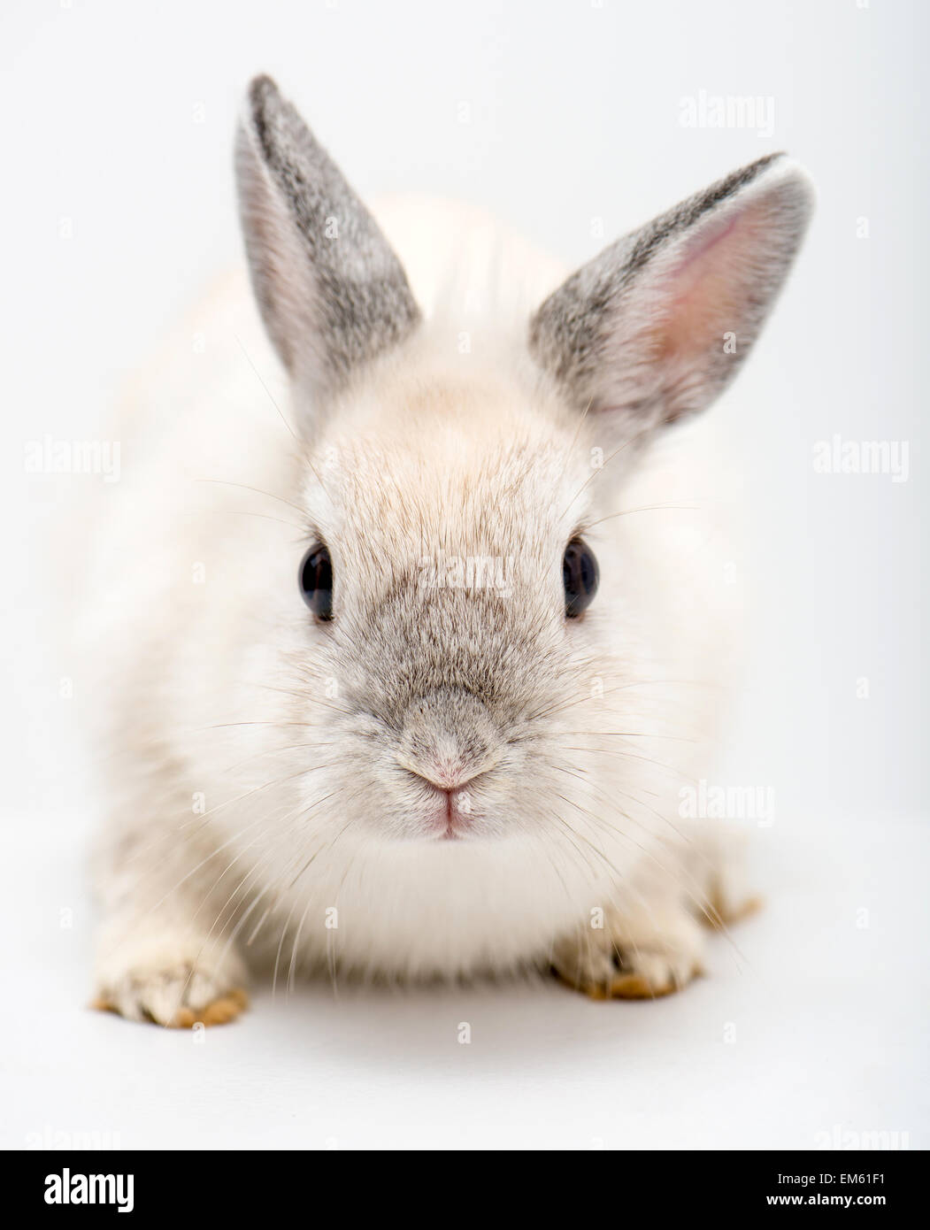 white rabbit Stock Photo