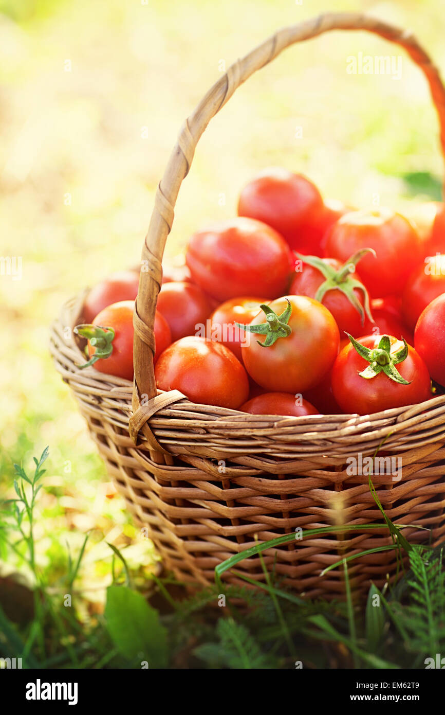 Freshly harvested tomatoes Stock Photo - Alamy