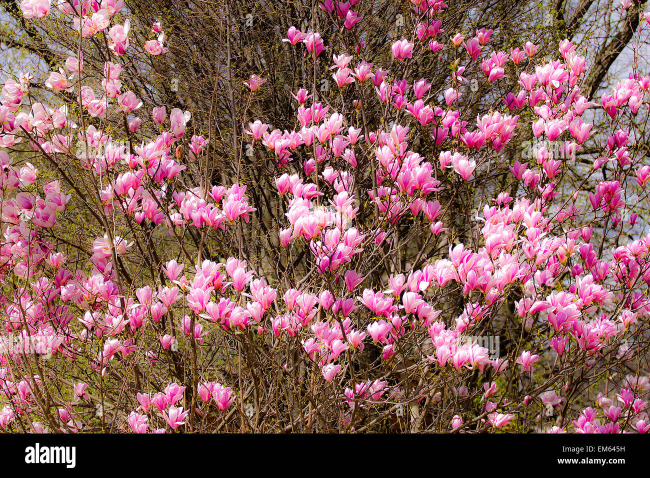 Blooming magnolia tree Stock Photo Alamy