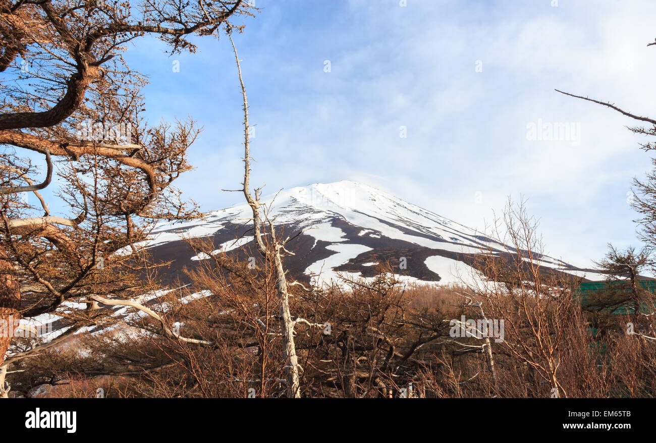 The top of Fujiyama and dry tree in Japan Stock Photo