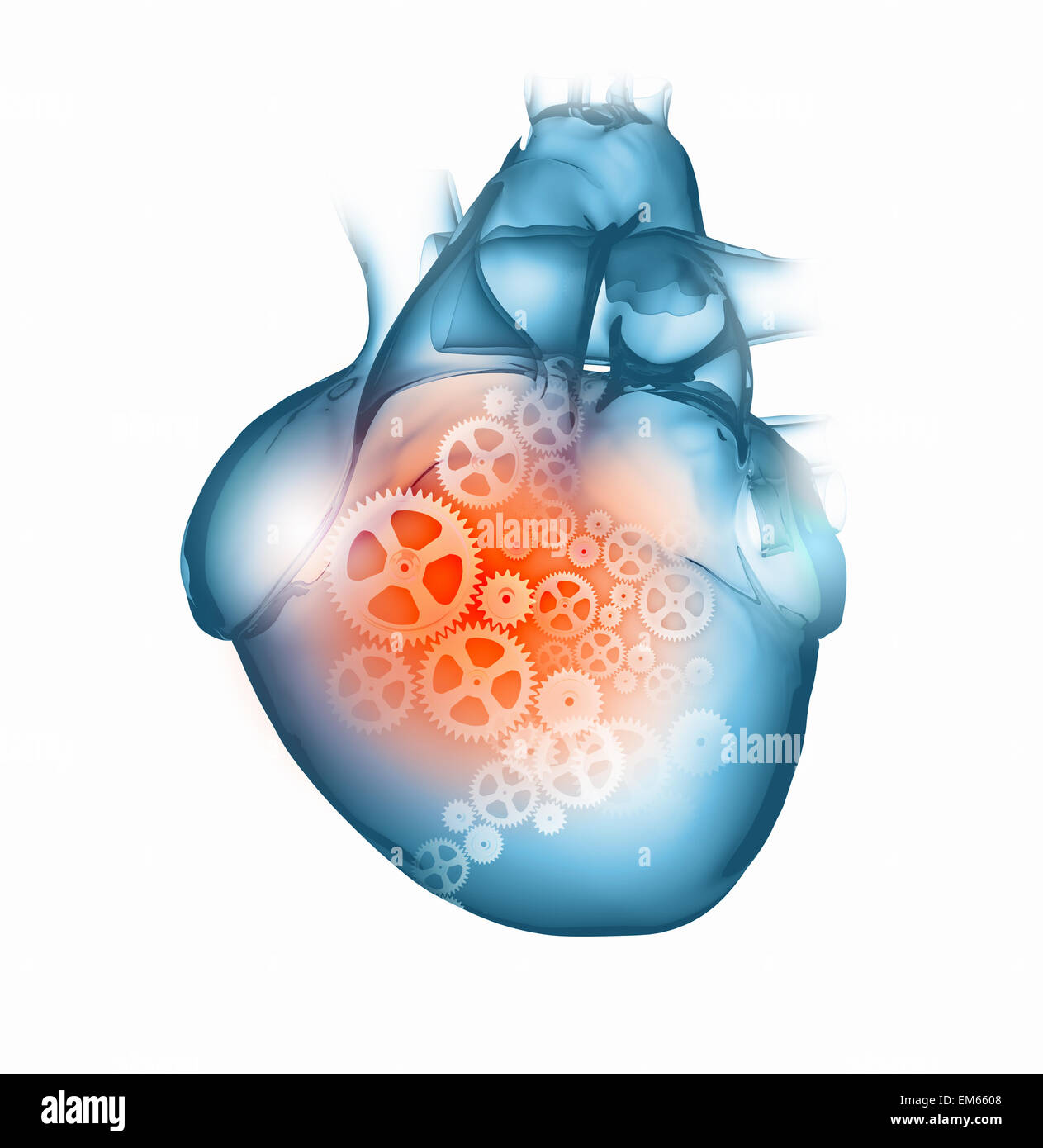 Human heart Stock Photo