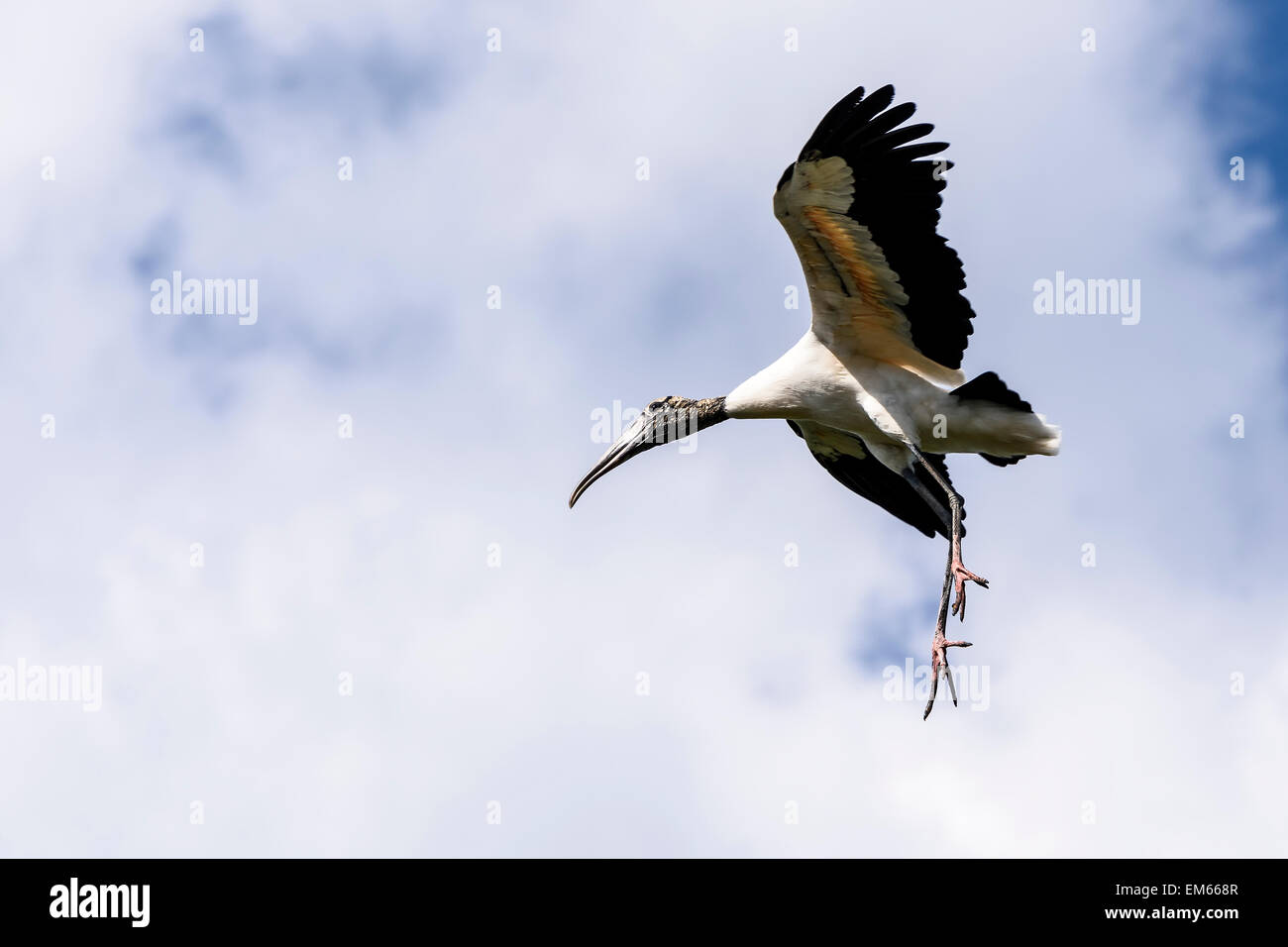 Wood Stork Flying Stock Photo