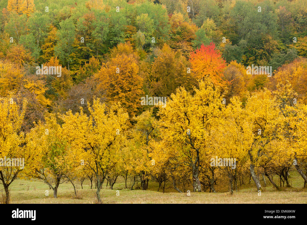 trees in autumn Stock Photo - Alamy