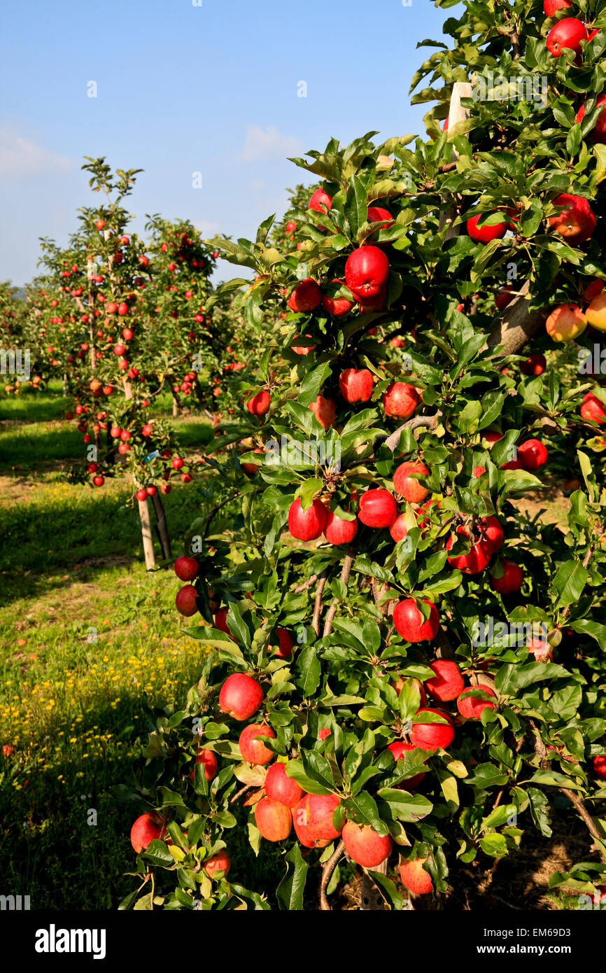 RS 2149. Apple Orchard, Broadoak, Kent, England Stock Photo Alamy