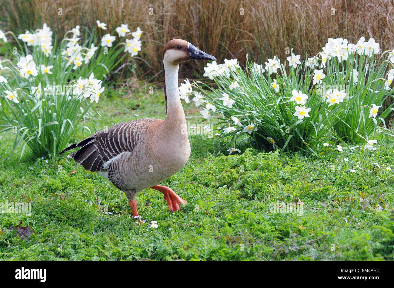 Large grey goose hi-res stock photography and images - Alamy