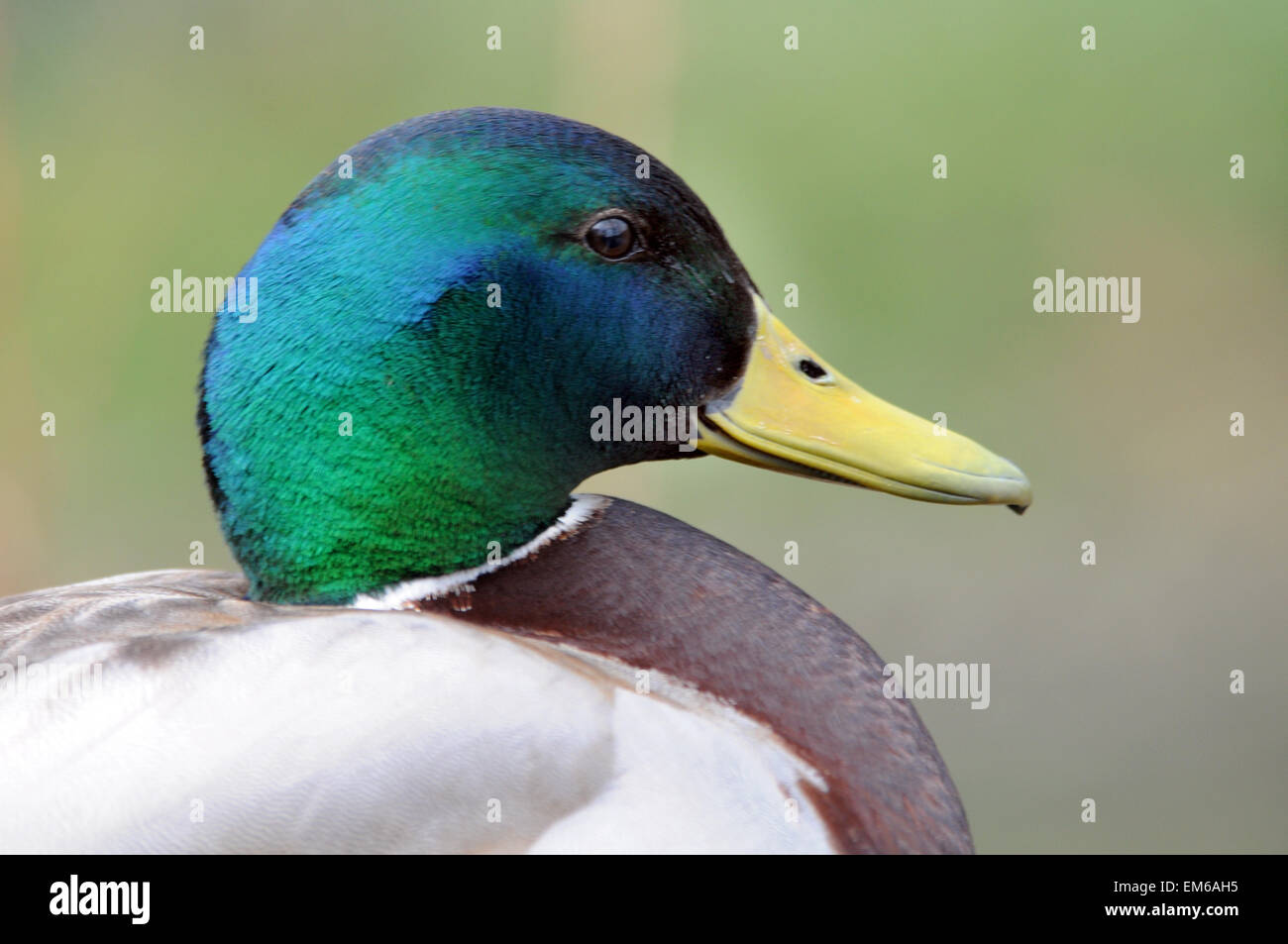 Male Mallard duck at Arundel Stock Photo