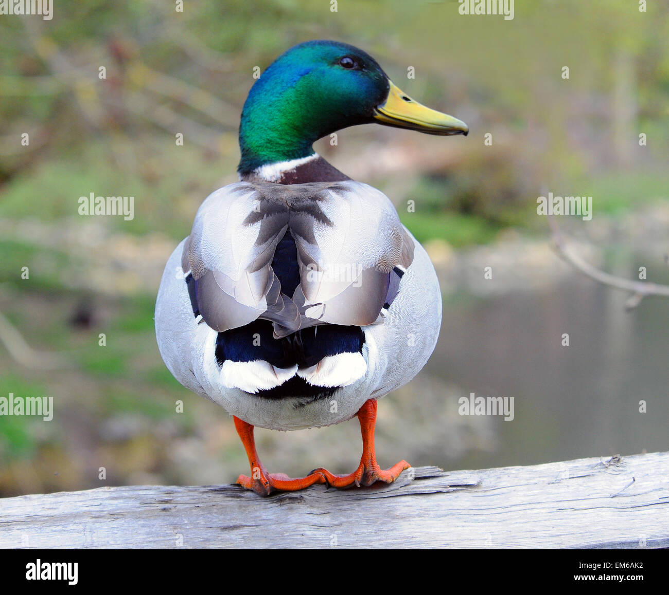 Male Mallard duck at Arundel Stock Photo