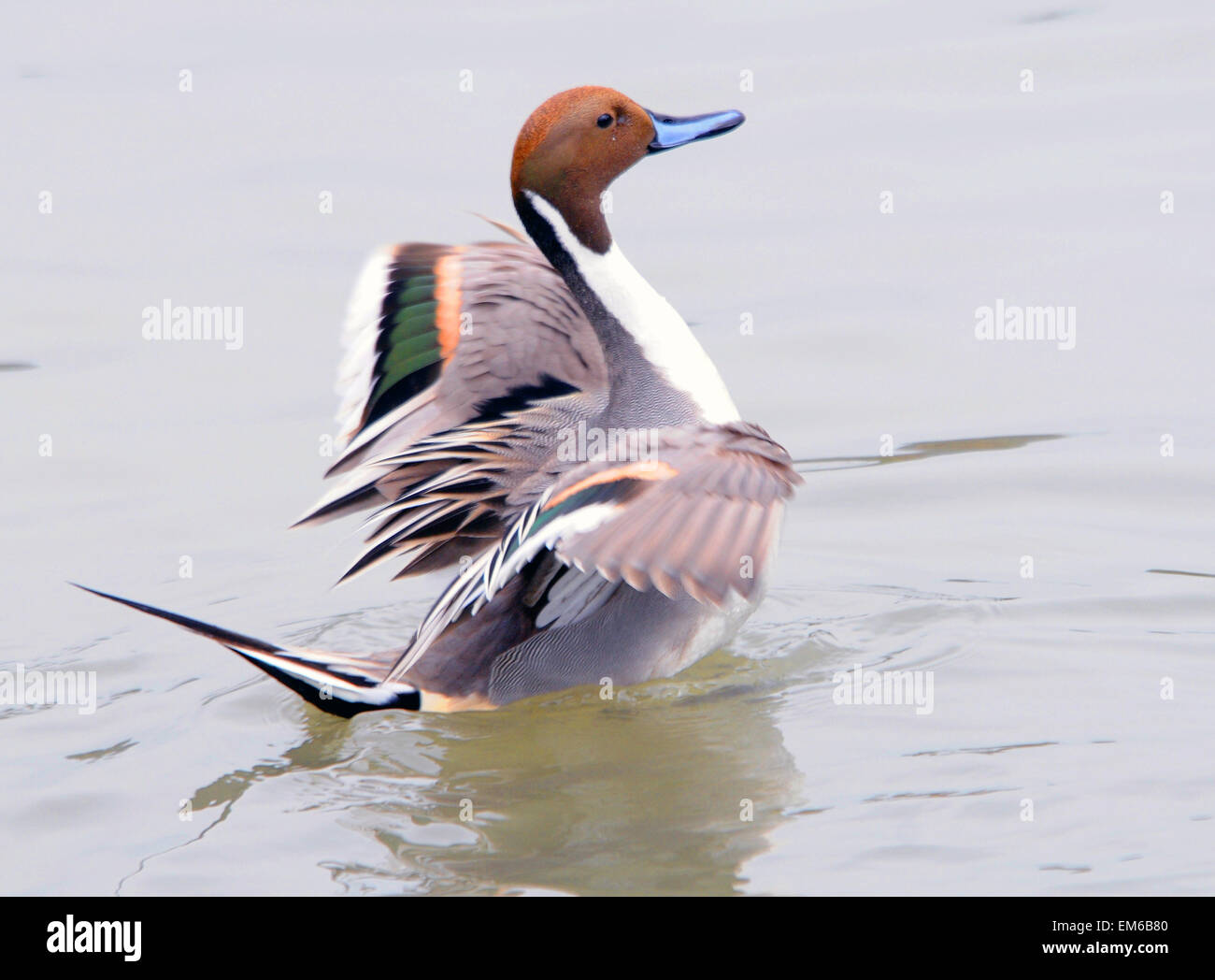 Northern Pintail duck at the Wildfowl and Wetlands centre, Arundel, West Sussex. Pic Mike Walker, Mike Walker Pictures Stock Photo