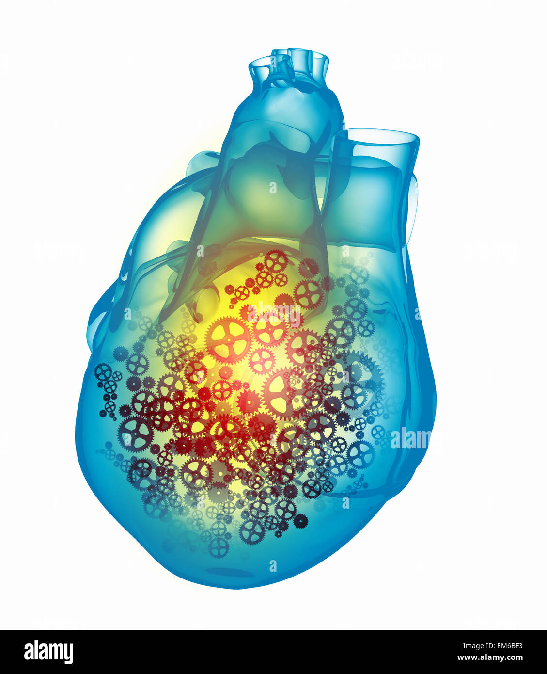 Human heart Stock Photo