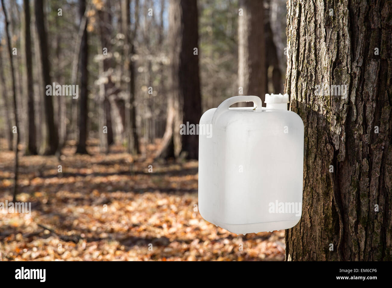 A white bottle is collecting sap from a sugar maple tree in traditional