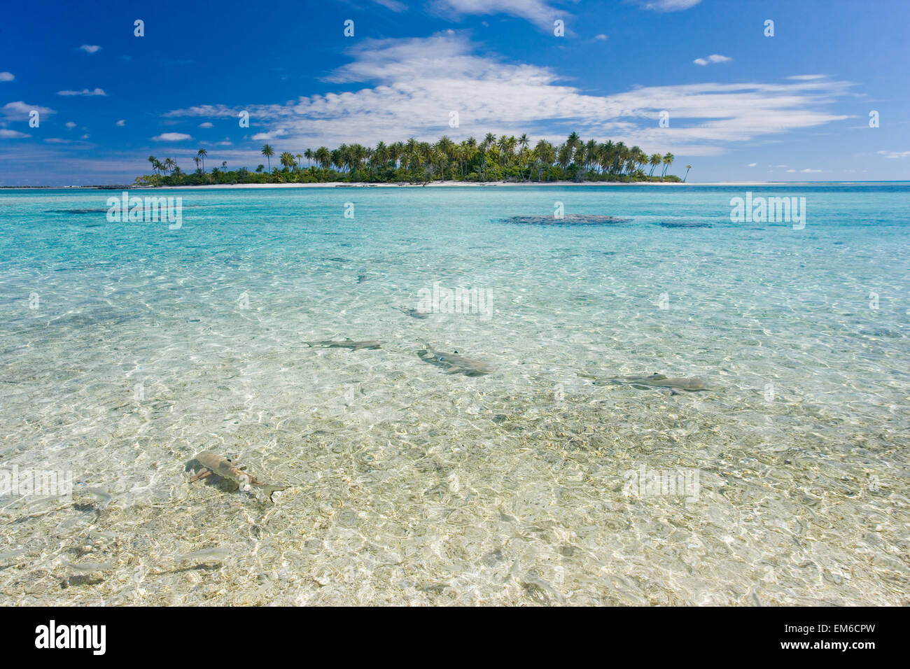 French Polynesia, Tuamatu Isalnds, Blacktip Reff Shark (Carcharhinus Melanopterus). Stock Photo
