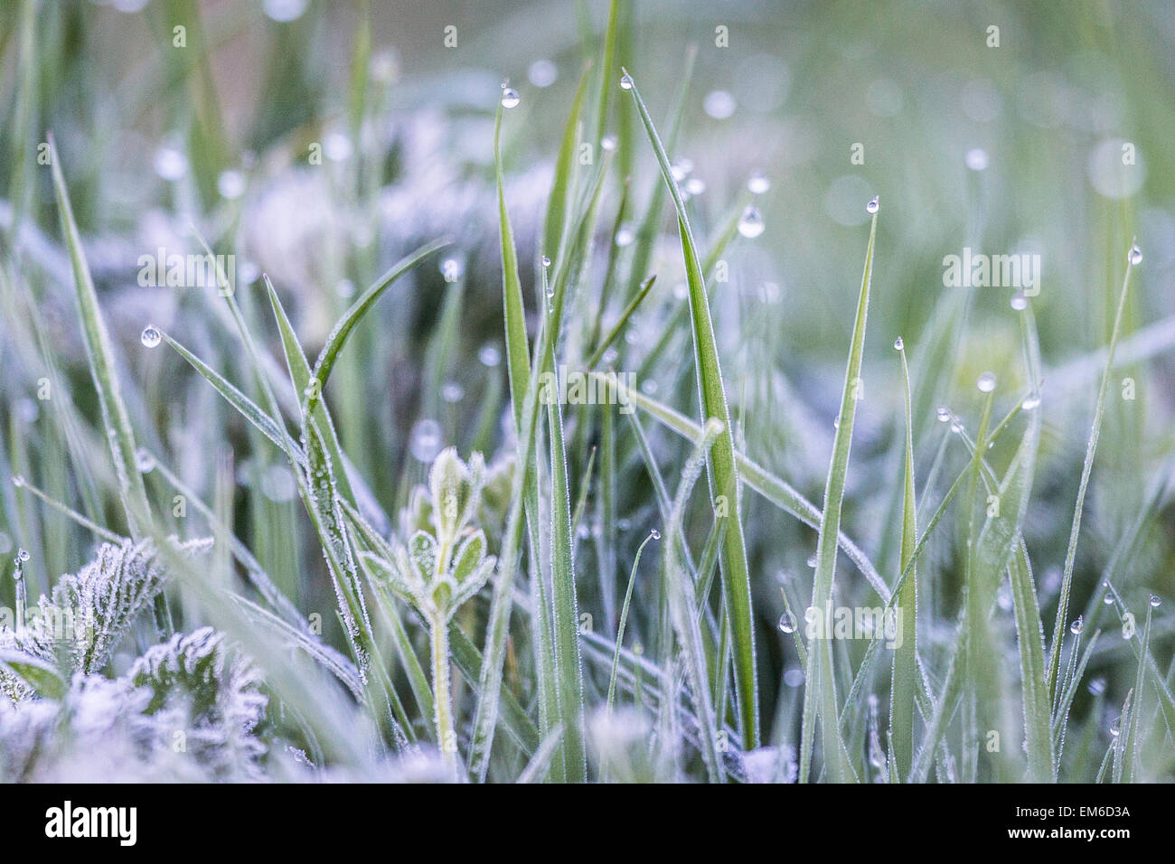 Frost and dew on blades of grass Stock Photo Alamy