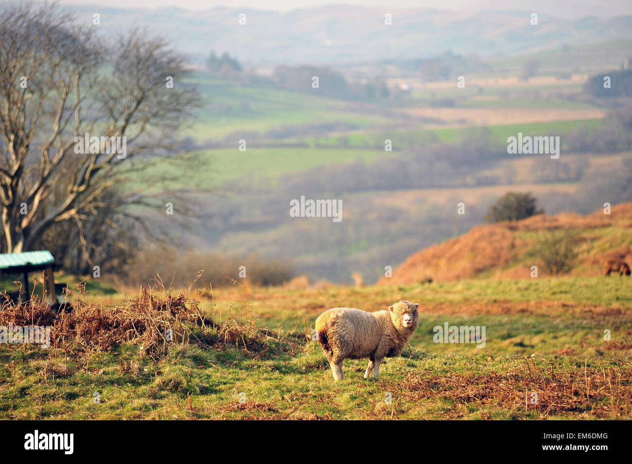 Sheep enjoy the weather on one of the hottest days of the year so far