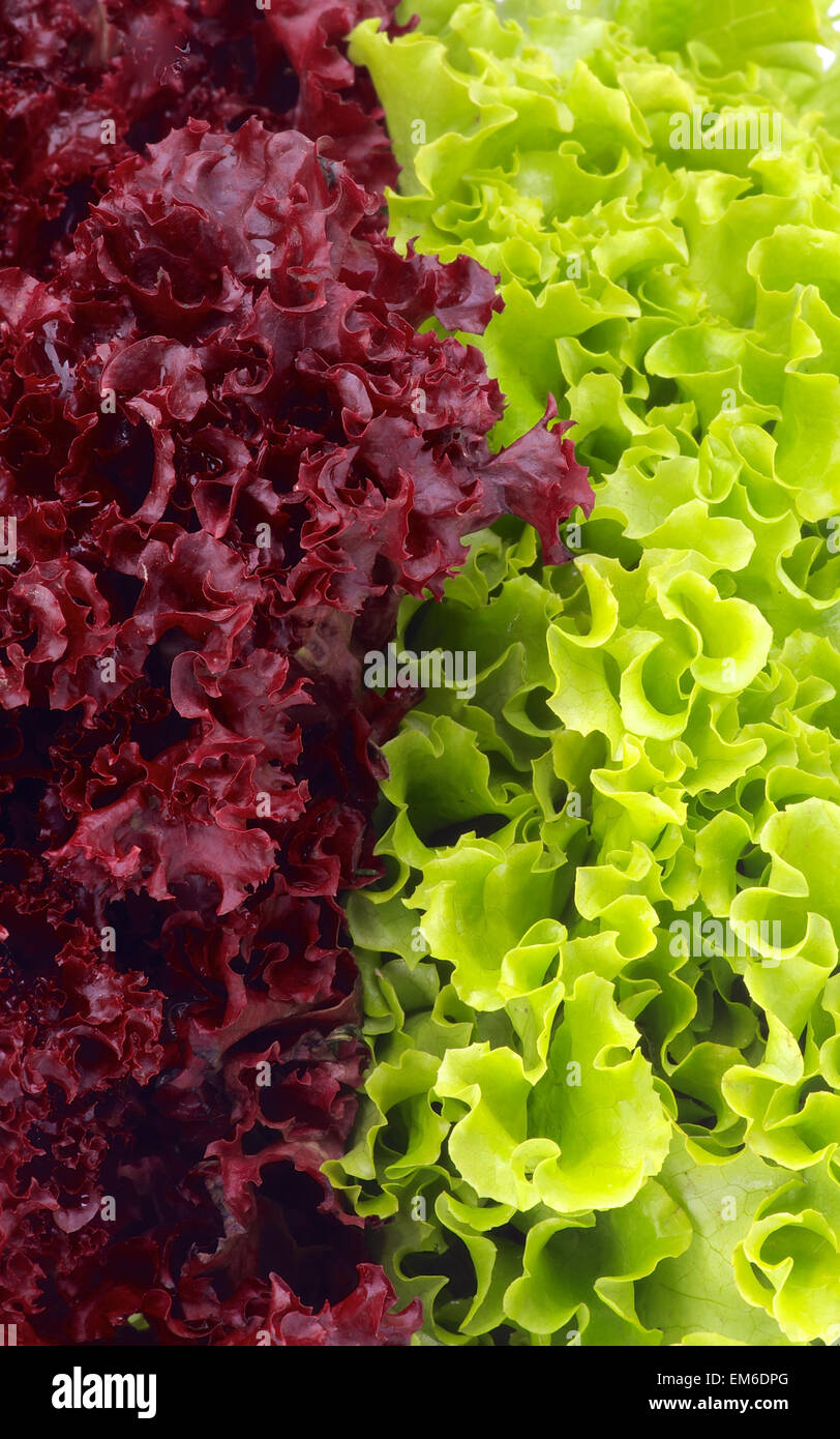 Lettuce Leaves Background Stock Photo - Alamy