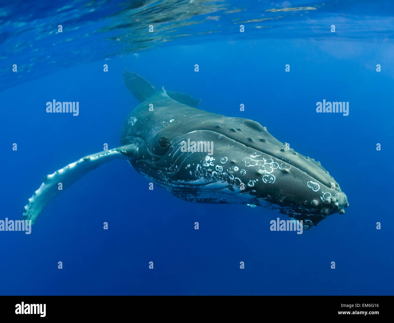 Hawaii, Maui, Close-Up Of Humpback Whale Near The Oceans Surface Stock ...