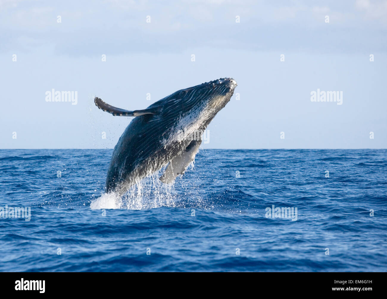 Humpback whale breaching calm hi-res stock photography and images - Alamy