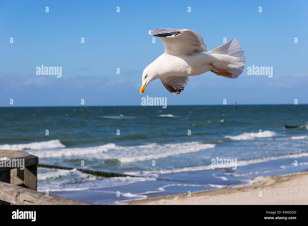 Flying seagull on the beach of the Baltic Sea in Germany Stock Photo
