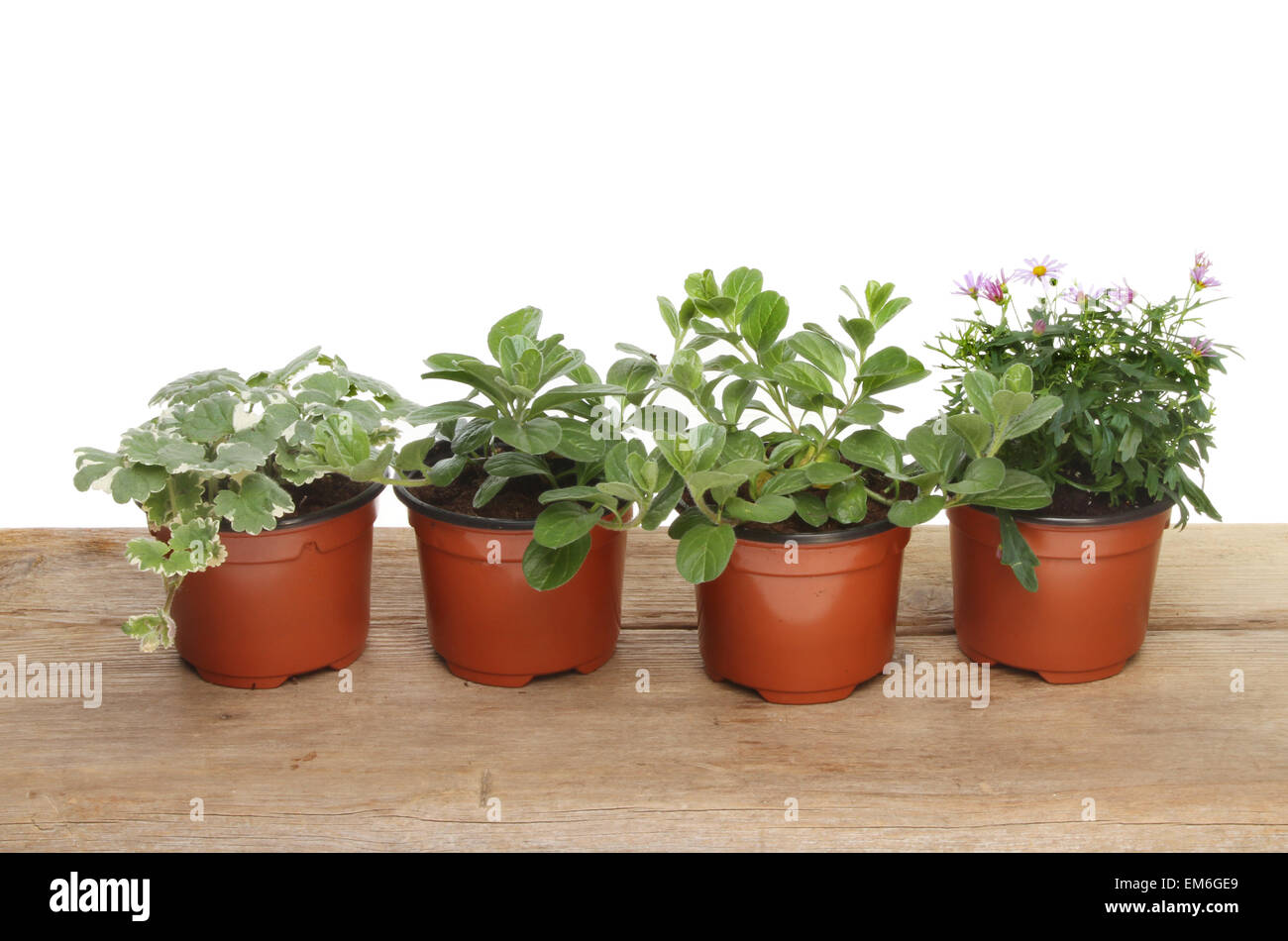 Bedding plants in pots on a wooden board against a white background Stock Photo