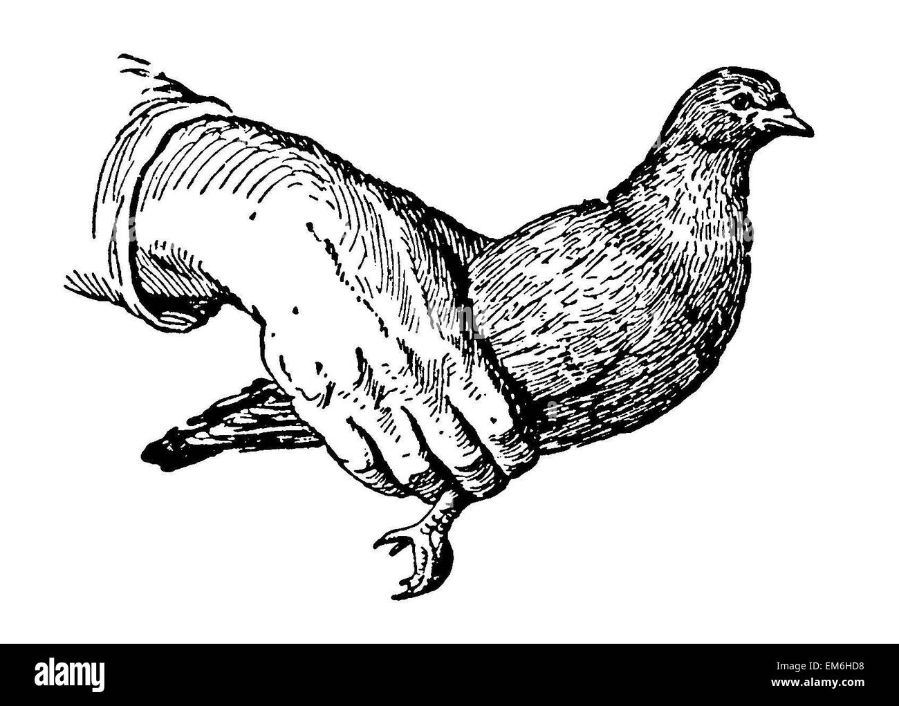 How to hold a dove Stock Photo