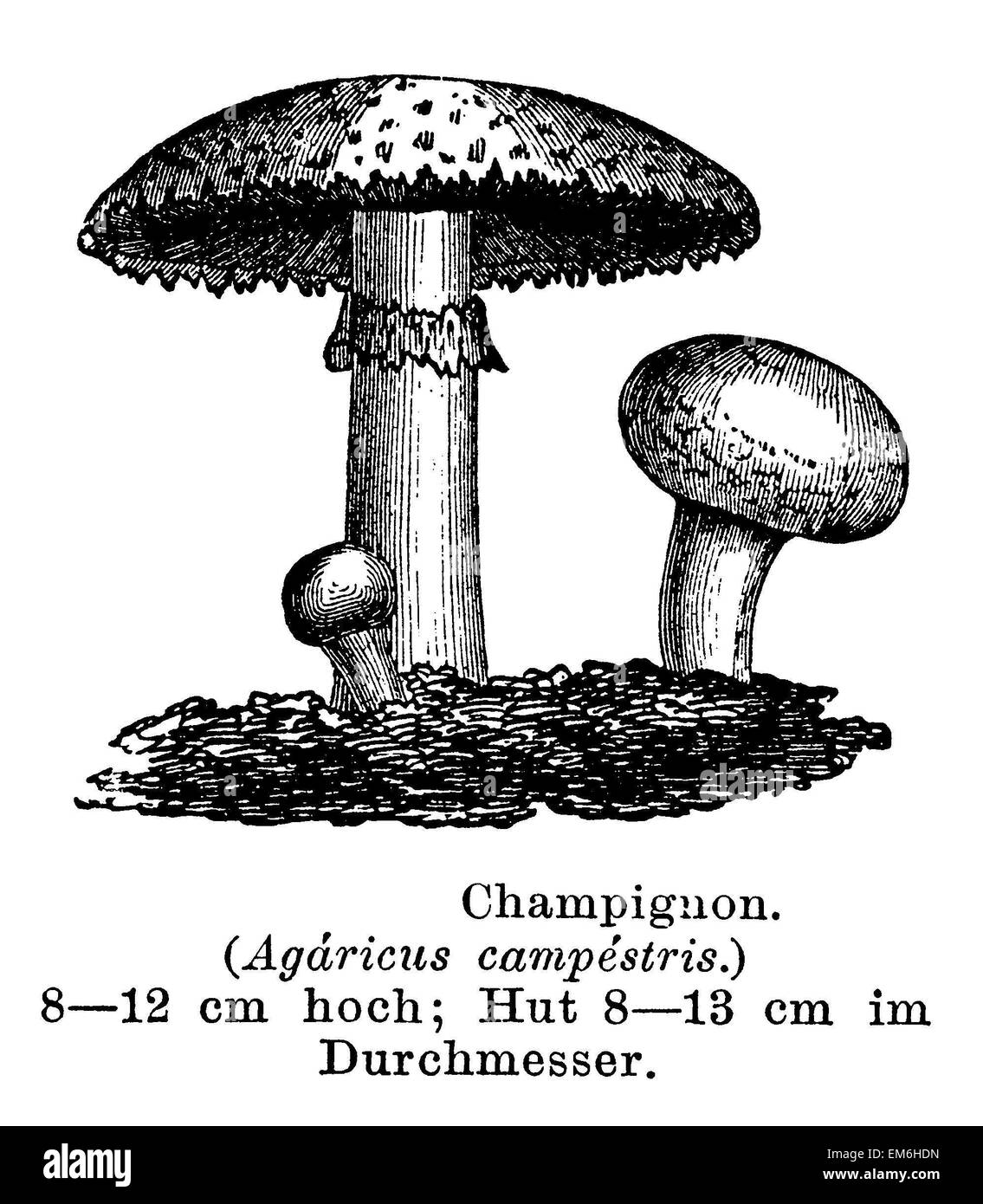 Mushroom engraving hires stock photography and images Alamy