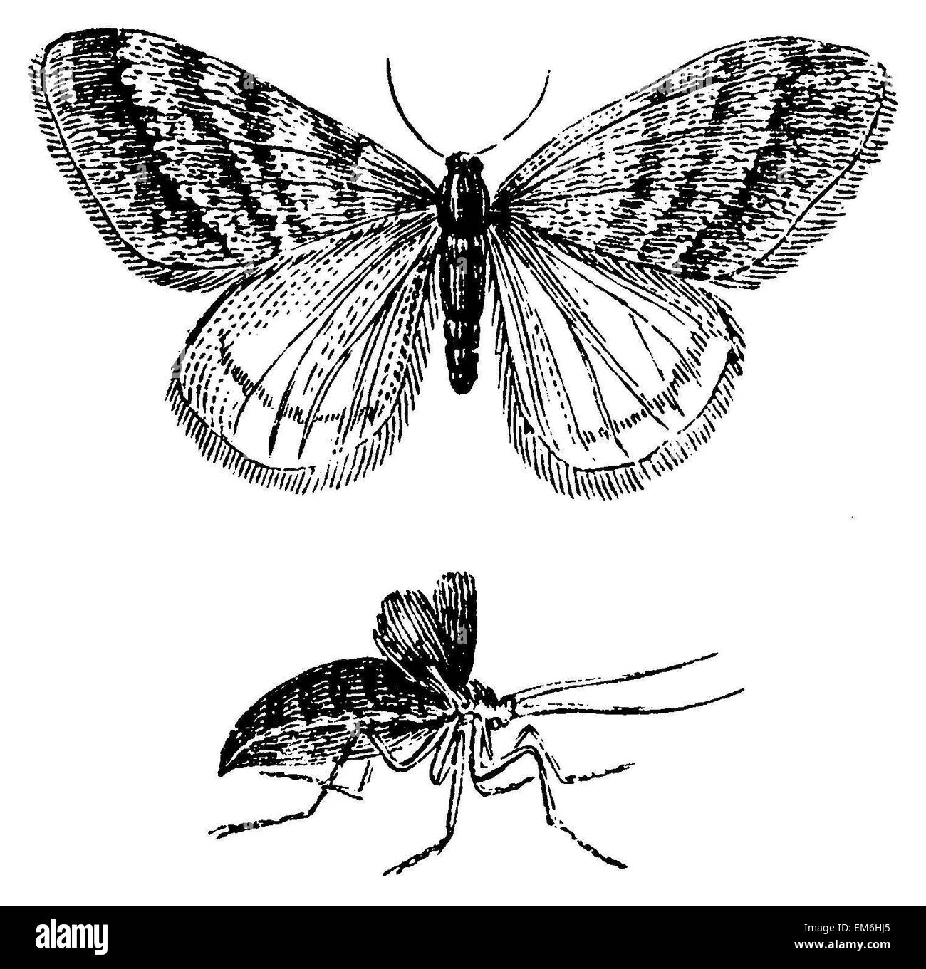 Winter male Black and White Stock Photos &amp; Images - Alamy