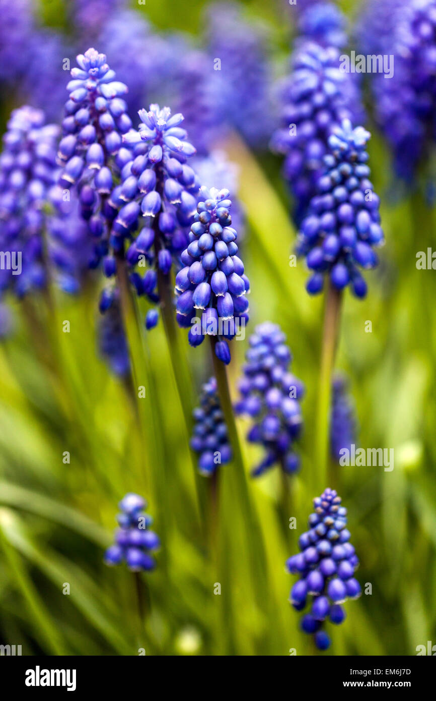 Muscari armeniacum Grape Hyacinth blue beauty, charm in garden Stock Photo