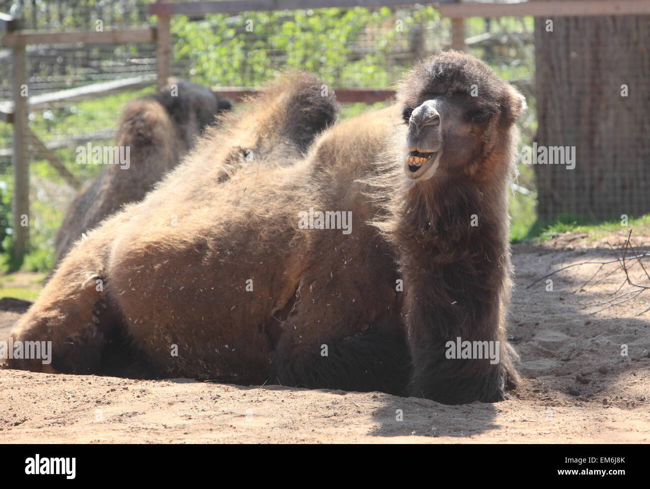 A Bactrian two humped camel, in Regent Park's London Zoo, in England, UK Stock Photo