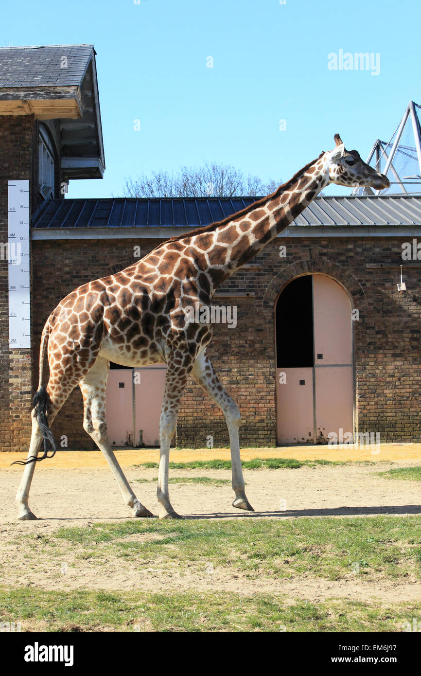 Giraffe Heights in Into Africa at London Zoo, in Regents Park, north London, England, UK Stock Photo